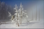 Winter Trees Yellowstone
