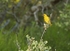 Golden Oriel