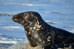 Atlantic Grey Seal