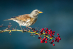 Fieldfare