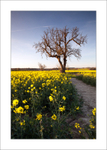 Southwell Trail in Spring and Summer portfolio