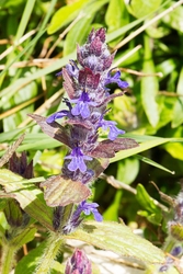 Bugle - Ajuga reptans