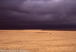 A wildebeest in the N'gorongoro crater