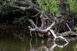 Green Heron on the island, Venice Rookery, Florida