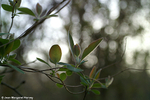 Sandgate Park - 04