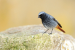 Black Redstart (male) perched on a rock, Brean Sands, Somerset