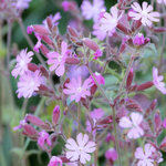18th June Red Campion