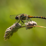 Black Darter