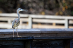 Tricolored Heron perched on boardwalk, Wakodahatchee Wetlands, Florida