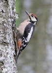 Great Spotted Woodpecker