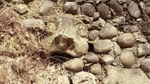 Gargoyle in wall, Dunwich, Suffolk