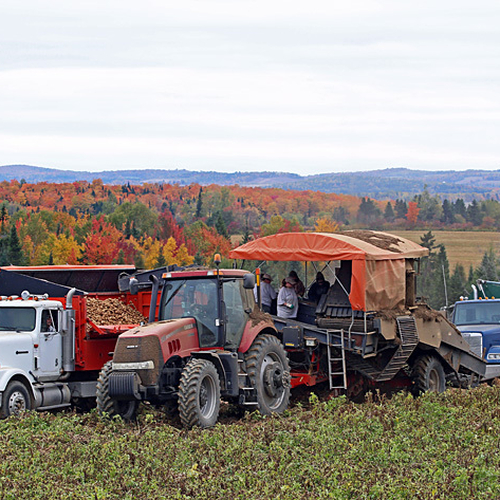 With two trucks working in tandem, potatoes are scooped up and then deposited into a second truck via conveyor belt.…