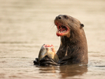 Giant Otter feeding on fish, Rio Sao Lourenco, Mato Grosso, Brazil