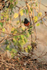 Black Redstart perched in bush, Bandhavgarh, India