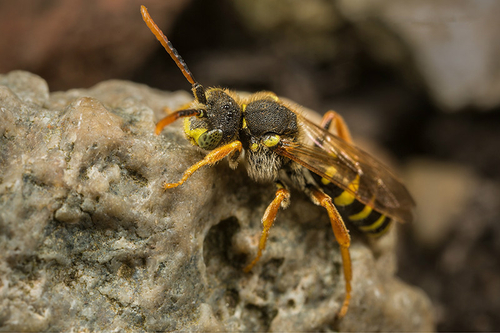 [i]Nomada goodeniana[/i] male. Staffordshire garden, May 2016.