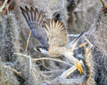 Peregrine Falcon takes off from perch, Blue Cypress Lake, Florida