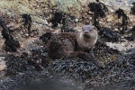 Eurasian Otter, Isle of Mull