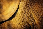 African Elephant -RLP_1609