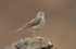 Berthelot's Pipit