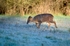 Reeves' Muntjac