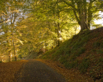 Autumn Lane