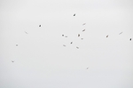 Griffon Vultures