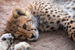 lazing