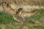 Eagle Owl
