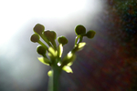 Flowers 15 - 05