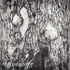 Bark 54