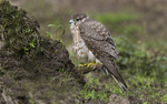 Female Merlin