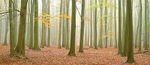 A Touch of Autumn, Ashridge Estate, Chilterns EDC155