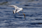 Black-headed Gull (Chroicocephalus ridibundus)