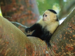 Young Capuchin monkey in tree, Panama