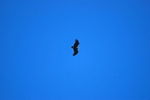 Black Vulture