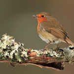 Robin