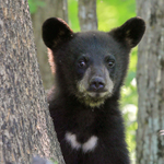 Black Bear cub close-up, Minnesota, USA