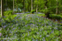 Dunnottar Woods Bluebells, 1