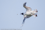 Black-headed Gull (Chroicocephalus ridibundus) catching Mayfly