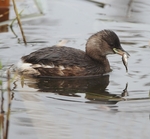 Little Grebe