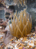 Coastal Wildlife