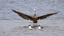 Pelicans _0045