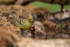 Citril Finch at pool edge, Port del Comte, Spain