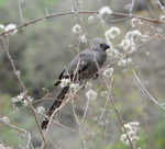 Gray Go Away Bird