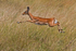 Leaping Impala