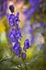 Monkshood Flower
