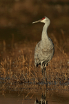 Sandhill Crane, South Crane Pond, Bosque del Apache, New Mexico