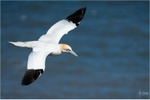 Glide