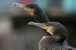Cormorants Bristol harbour_0034