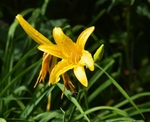 Cled Lewis - Flower - M11